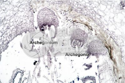 Marchantia polymorpha. Common liverwort. Archegonium. Longitudinal section. 64X