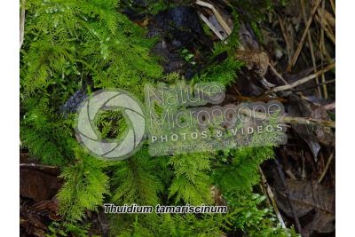 Thuidium tamariscinum