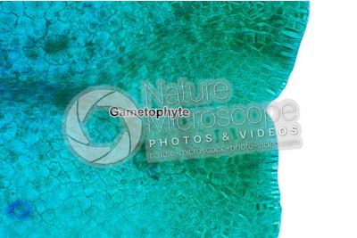 Fern. Prothallus. 250X
