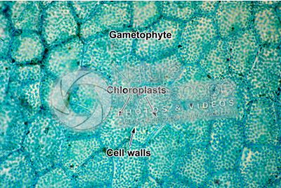Fern. Prothallus. 500X