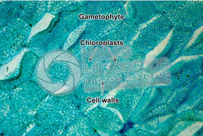 Fern. Prothallus. 500X