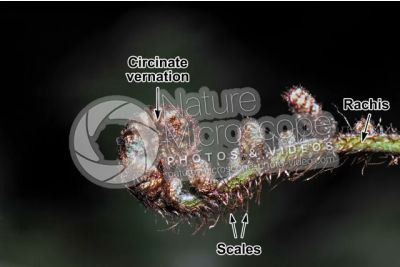 Ferns. Circinate vernation