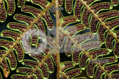 Tree ferns. Leaf