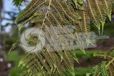 Tree ferns. Leaf