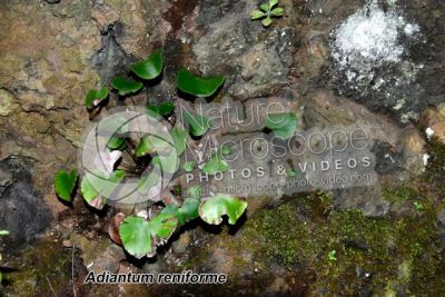 Adiantum reniforme