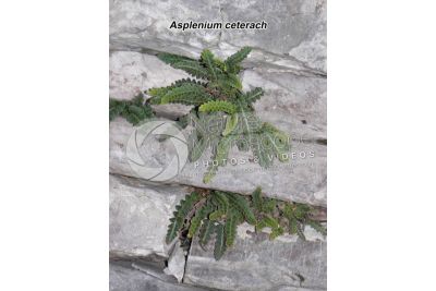 Asplenium ceterach. Rustyback