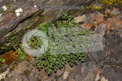 Asplenium ruta-muraria. Ruta di muro