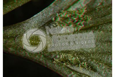 Asplenium trichomanes. Maidenhair spleenwort. Leaf. 20X. 3D image