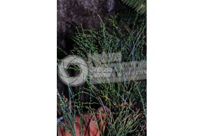 Psilotum nudum. Whisk fern