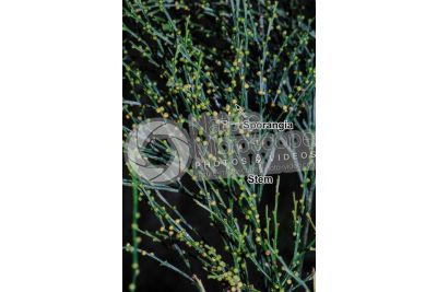 Psilotum nudum. Whisk fern