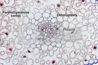 Psilotum nudum. Whisk fern. Stem. Protostele. Transverse section. 250X