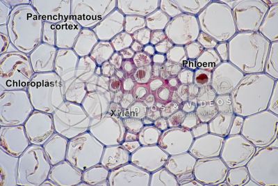 Psilotum nudum. Whisk fern. Stem. Protostele. Transverse section. 500X