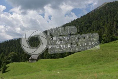 Abies alba. European silver fir