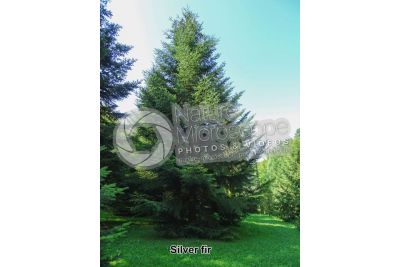 Abies alba. European silver fir
