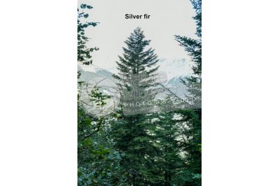 Abies alba. European silver fir