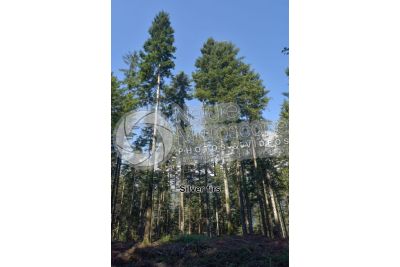 Abies alba. European silver fir