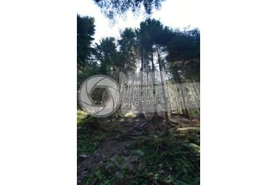 Abies alba. European silver fir