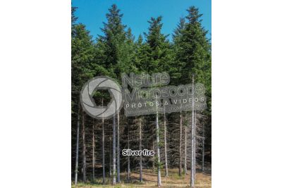 Abies alba. European silver fir
