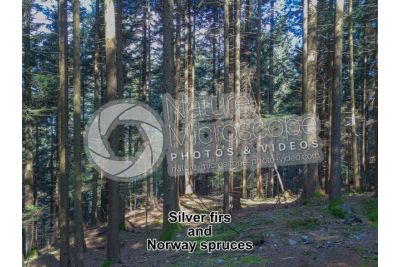 Abies alba. European silver fir. Stem