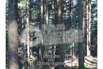 Abies alba. European silver fir. Stem