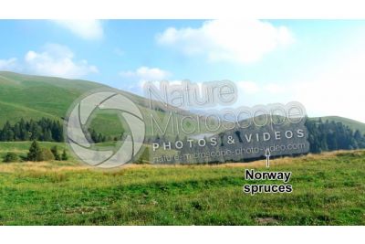 Picea abies. Norway spruce