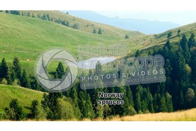 Picea abies. Norway spruce
