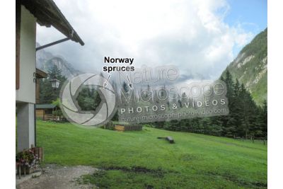 Picea abies. Norway spruce