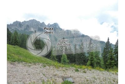 Picea abies. Norway spruce