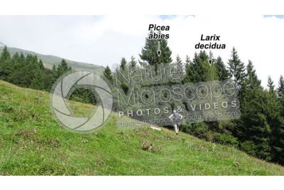 Picea abies. Norway spruce