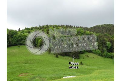 Picea abies. Norway spruce