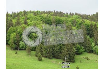 Picea abies. Norway spruce