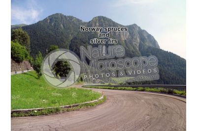 Picea abies. Norway spruce