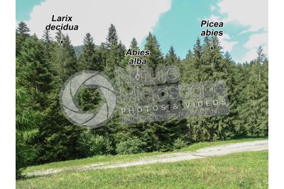 Picea abies. Norway spruce