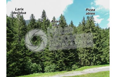 Picea abies. Norway spruce
