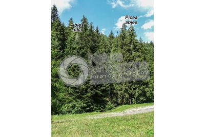 Picea abies. Norway spruce