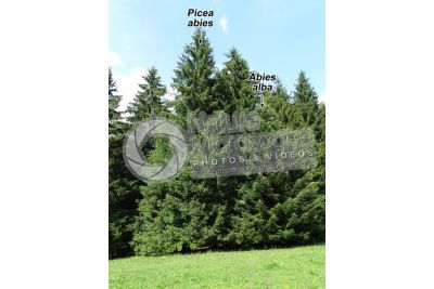 Picea abies. Norway spruce