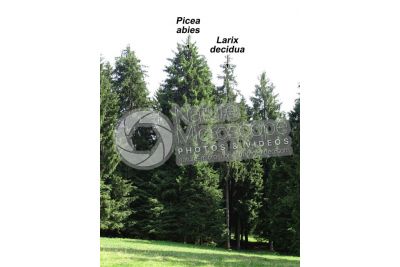 Picea abies. Norway spruce
