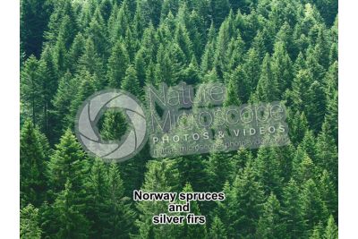 Picea abies. Norway spruce