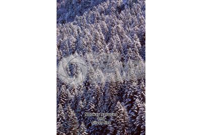 Picea abies. Norway spruce
