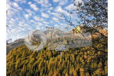 Picea abies. Norway spruce