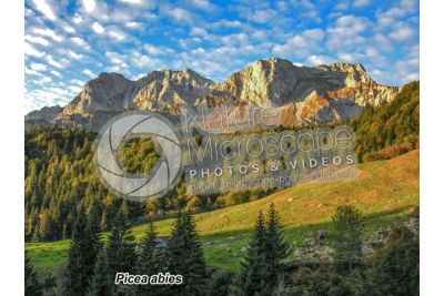 Picea abies. Norway spruce