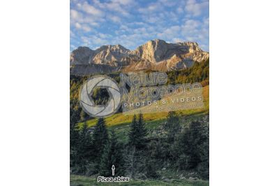 Picea abies. Norway spruce