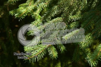 Picea abies. Norway spruce. Leaf