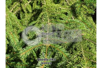 Picea abies. Norway spruce. Leaf