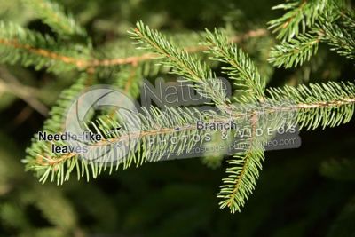 Picea abies. Norway spruce. Leaf
