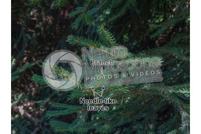 Picea abies. Norway spruce. Leaf