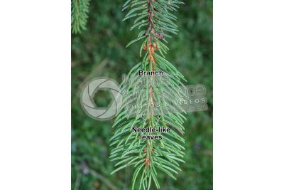 Picea abies. Norway spruce. Leaf