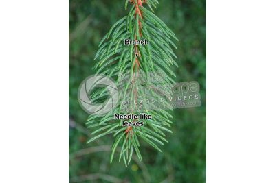 Picea abies. Norway spruce. Leaf