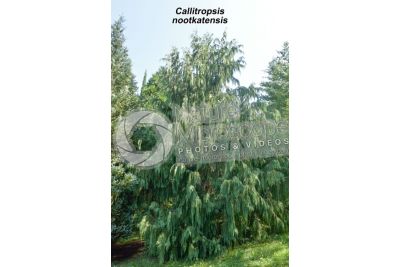 Callitropsis nootkatensis. Nootka cypress
