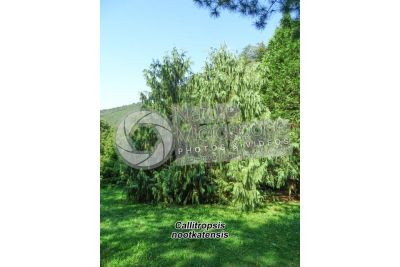 Callitropsis nootkatensis. Nootka cypress